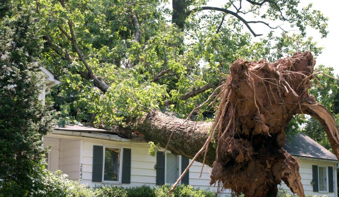 A massive uprooted tree fallen onto the roof of a residential house