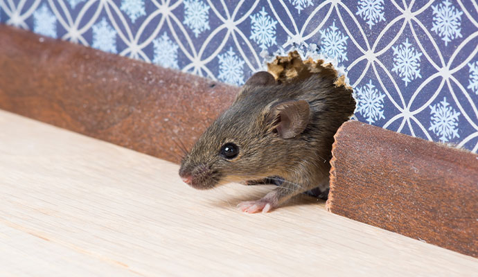 A mouse peeking out from a hole