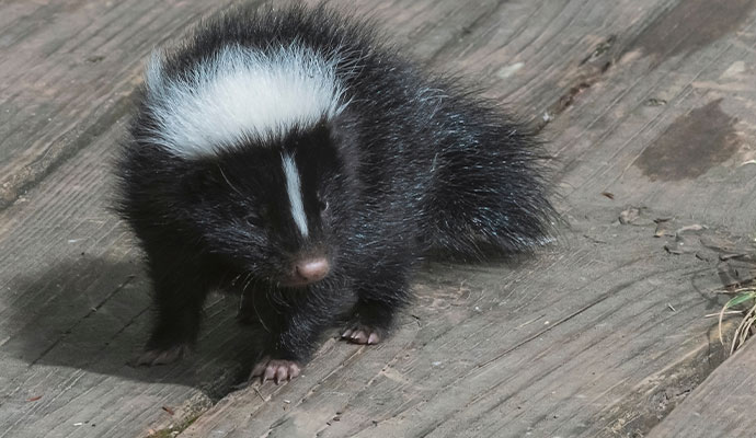 A Skunk standing on wooden floor