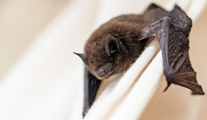 A small brown bat clinging to a white fabric