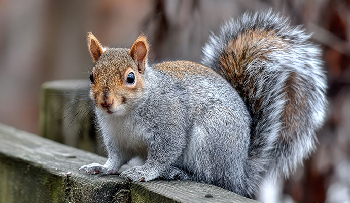 A squirrel sitting on a wall