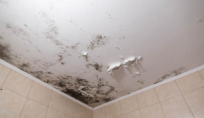 Black mold damaged ceiling
