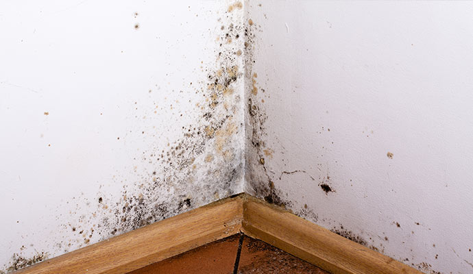 Black mold damaged wall corner