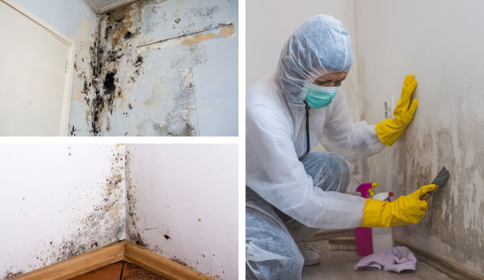 Collage of black mold, structural mold and mold decontamination service