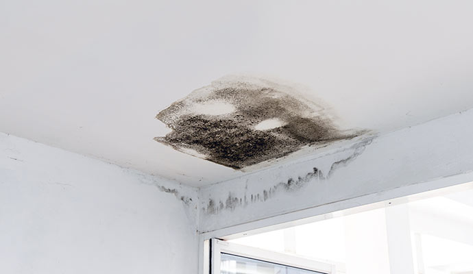 Visible black mold on ceiling