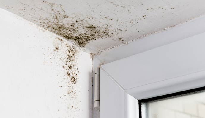 Mold damaged ceiling corner