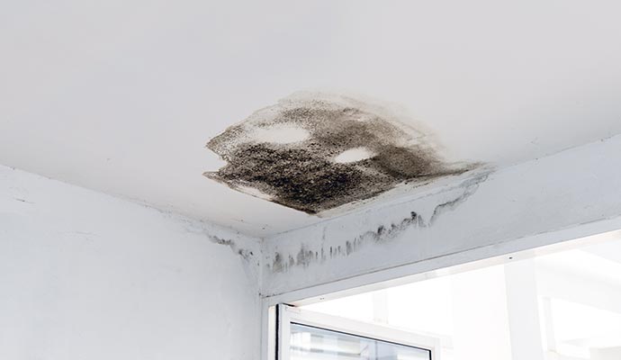 Mold damaged ceiling