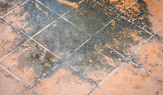 Mold damaged tile floor