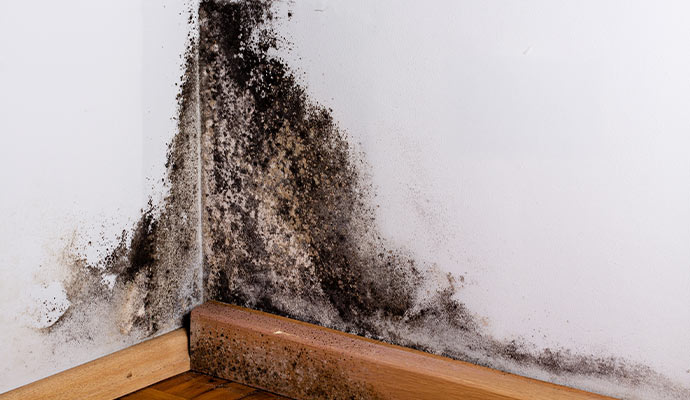 Black mold damaged wall corner
