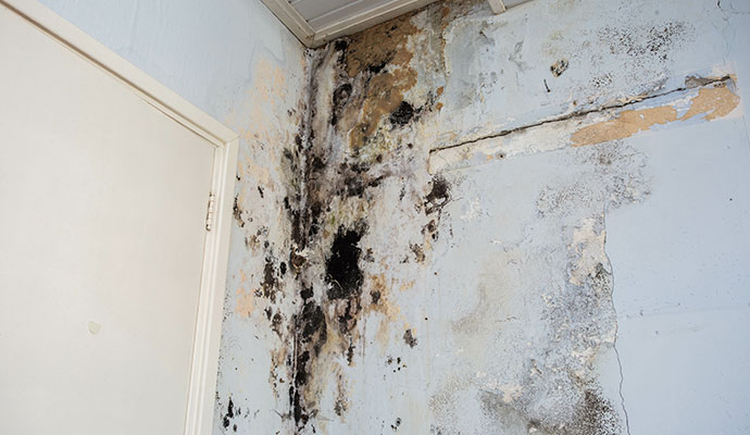Black mold damaged wall