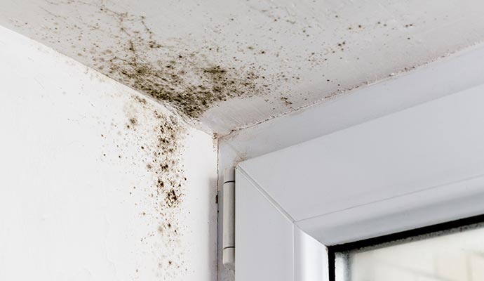 Black mold infestation on interior walls and ceiling