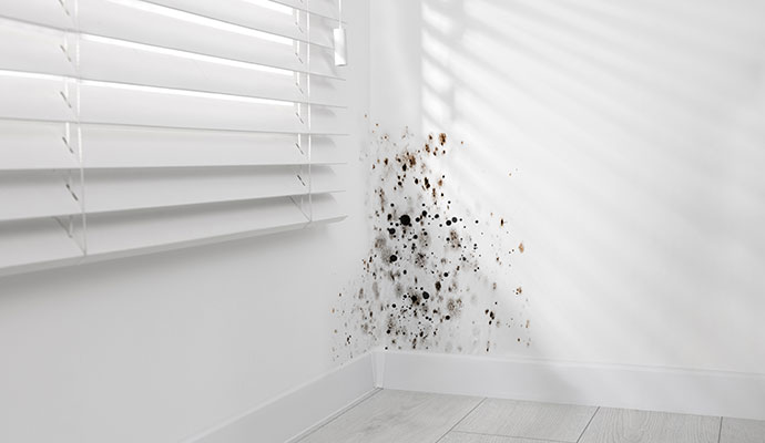 Mold damaged wall corner