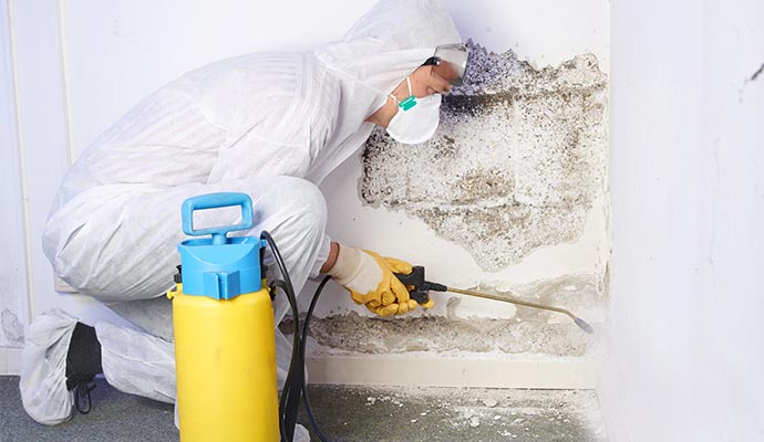 Professional mold decontamination process on a wall