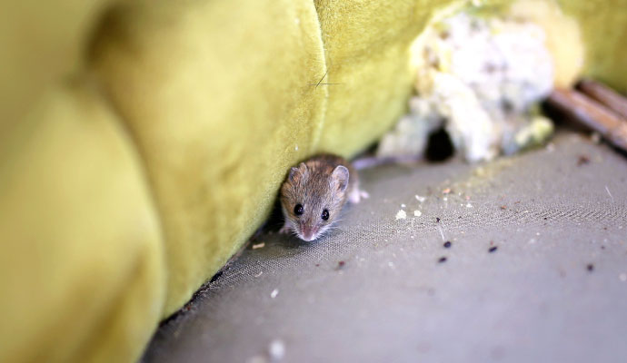 A small mouse hiding behind furniture