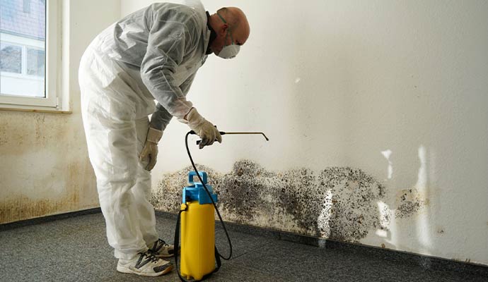 Professional mold decontamination service