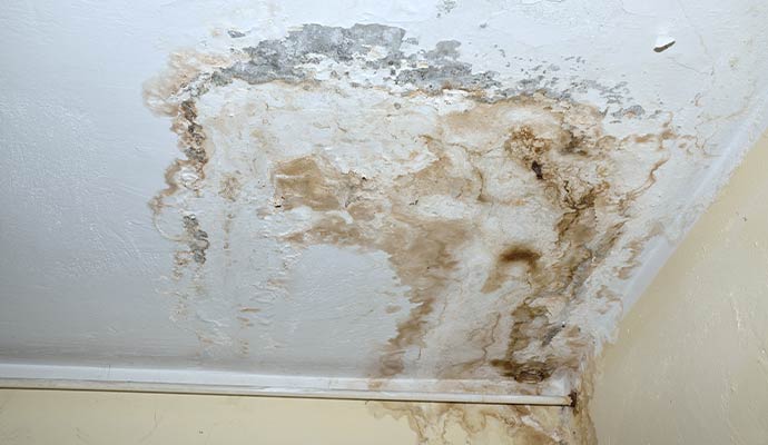 Water and mold damaged ceiling