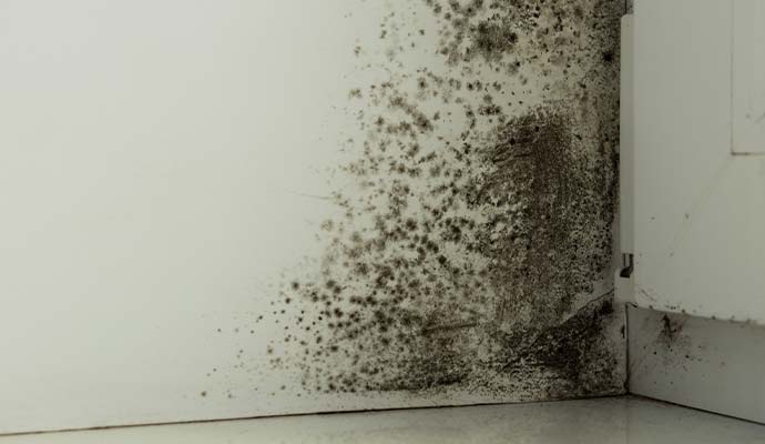 Black mold growth on wall needing professional restoration