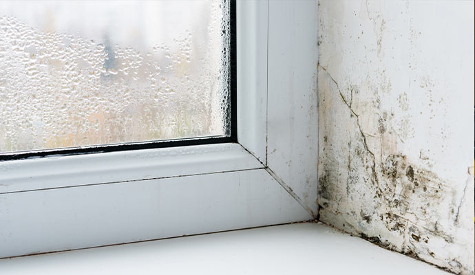 Mold growth caused by window condensation and moisture.